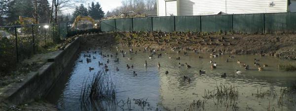 Ducks in the pond.