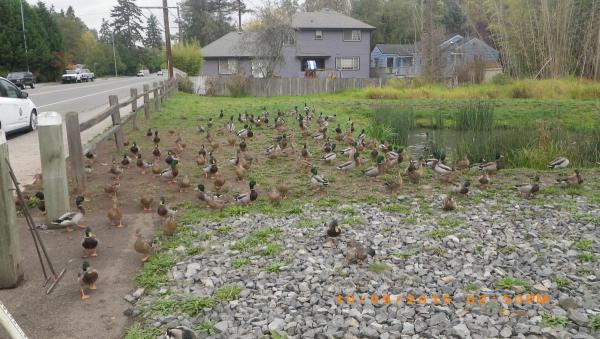 Ducks hanging out.