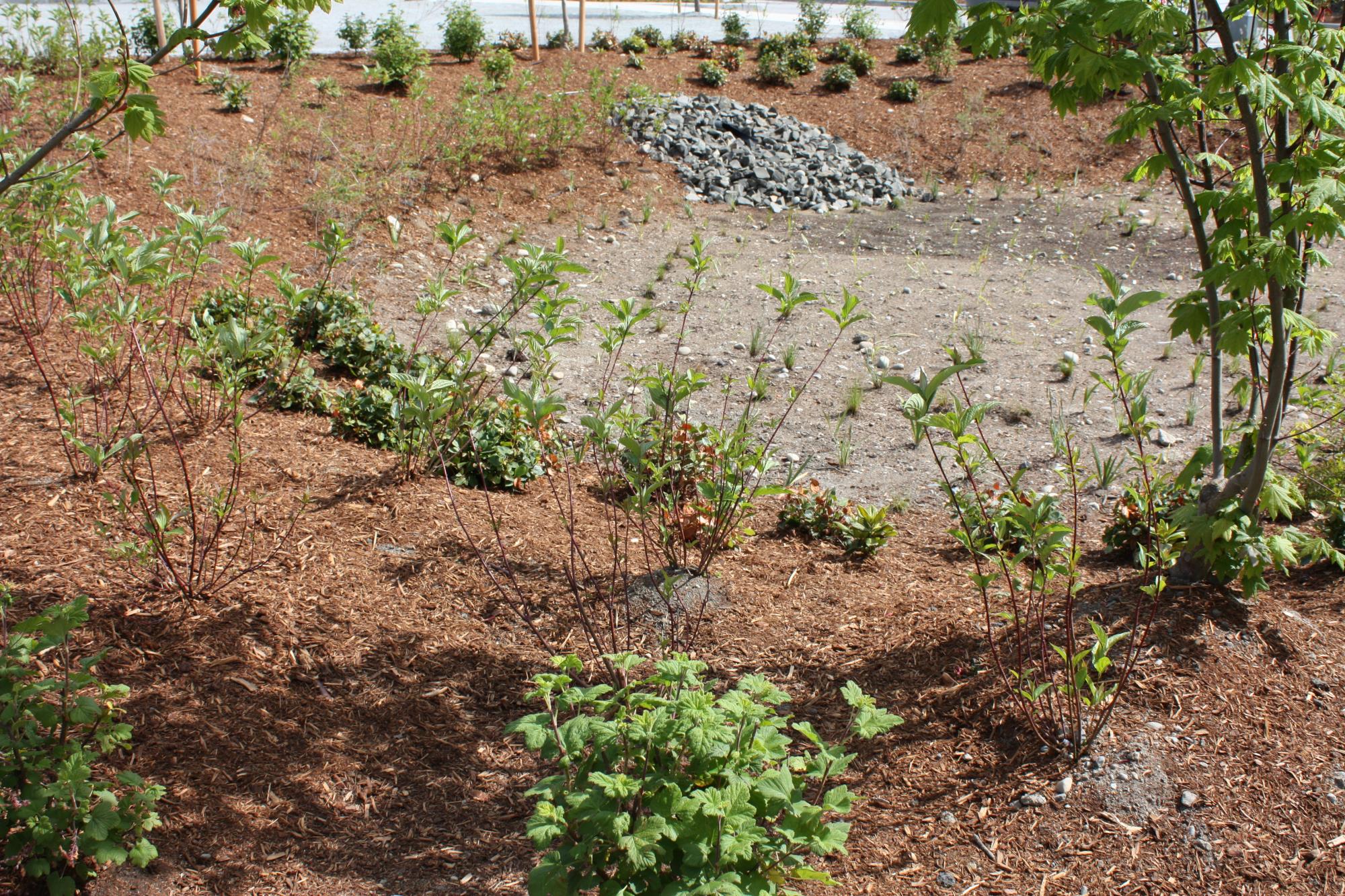 Rain Garden